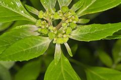 Green Poinsettia