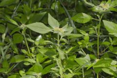 Green Poinsettia, Euphorbia dentata