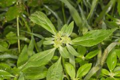 Green Poinsettia, Euphorbia dentata