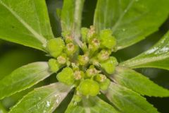 Green Poinsettia, Euphorbia dentata