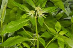 Green Poinsettia, Euphorbia dentata
