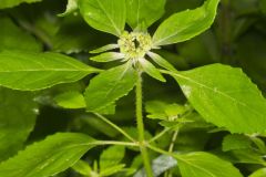 Green Poinsettia, Euphorbia dentata