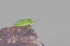 Stink Bugs