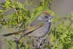 Green-tailed Towhee,  Pipilo chlorurus
