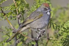 Green-tailed Towhee,  Pipilo chlorurus