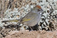 Green-tailed Towhee,  Pipilo chlorurus