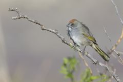 Green-tailed Towhee,  Pipilo chlorurus