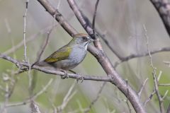 Green-tailed Towhee,  Pipilo chlorurus