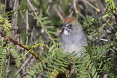Green-tailed Towhee,  Pipilo chlorurus