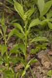 Green Violet, Cubelium concolor
