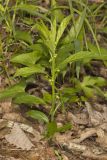 Green Violet, Cubelium concolor