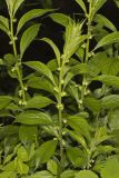 Green Violet, Cubelium concolor