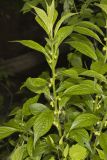 Green Violet, Cubelium concolor