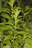 Green Violet, Cubelium concolor