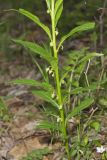 Green Violet, Cubelium concolor