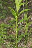 Green Violet, Cubelium concolor