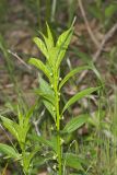 Green Violet, Cubelium concolor