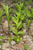 Green Violet, Cubelium concolor