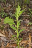 Green Violet, Cubelium concolor