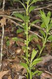 Green Violet, Cubelium concolor