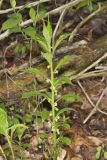 Green Violet, Cubelium concolor