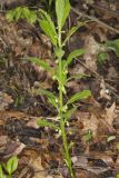 Green Violet, Cubelium concolor