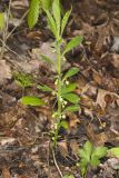 Green Violet, Cubelium concolor