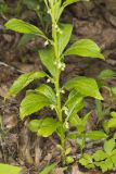Green Violet, Cubelium concolor