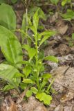 Green Violet, Cubelium concolor