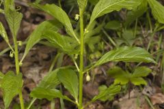 Green Violet, Cubelium concolor
