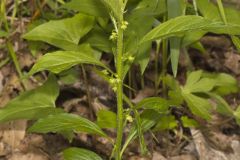 Green Violet, Cubelium concolor