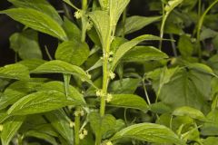 Green Violet, Cubelium concolor