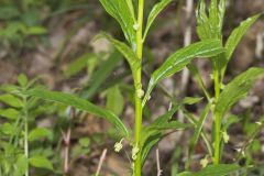 Green Violet, Cubelium concolor