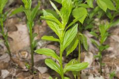 Green Violet, Cubelium concolor