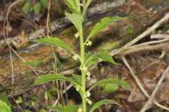 Green Violet, Cubelium concolor