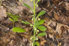 Green Violet, Cubelium concolor