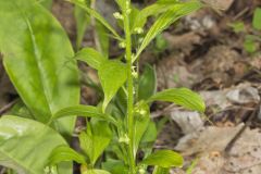 Green Violet, Cubelium concolor