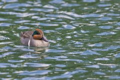 Green-winged Teal, Anas carolinensis