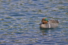 Green-winged Teal, Anas carolinensis