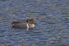 Green-winged Teal, Anas carolinensis