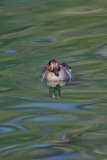 Green-winged Teal, Anas carolinensis