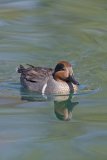 Green-winged Teal, Anas carolinensis