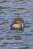Green-winged Teal, Anas carolinensis