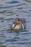 Green-winged Teal, Anas carolinensis