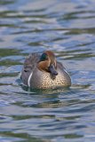 Green-winged Teal, Anas carolinensis