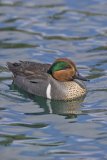 Green-winged Teal, Anas carolinensis