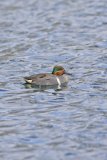 Green-winged Teal, Anas carolinensis