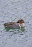 Green-winged Teal, Anas carolinensis