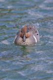 Green-winged Teal, Anas carolinensis
