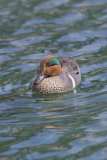 Green-winged Teal, Anas carolinensis
